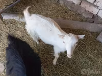 عنزة, Saanen goat — الصورة 3
