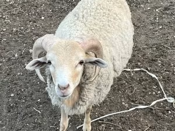 Kos, Merino sheep — Magyarország
