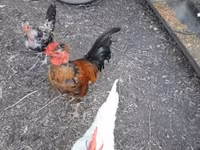 Chickens — 照片 6