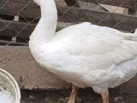 Geese — 照片 2