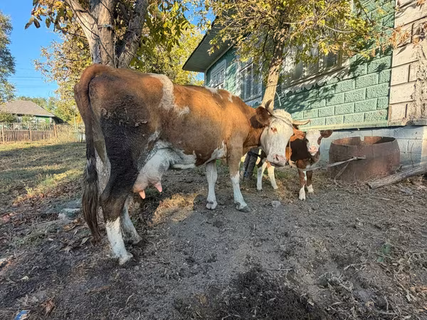 Kuh, Simmental cattle