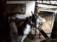 Nőstény kecske, Beetal goats — 4. fotó