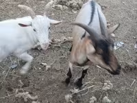 母山羊, Goats — 照片 2