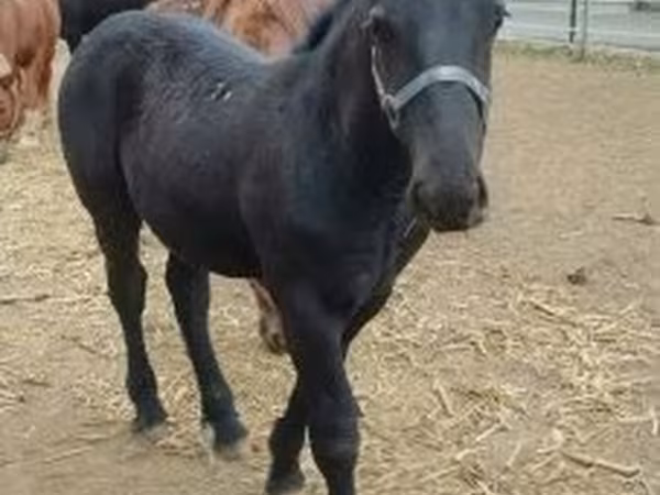 حصان, Hungarian horse breed