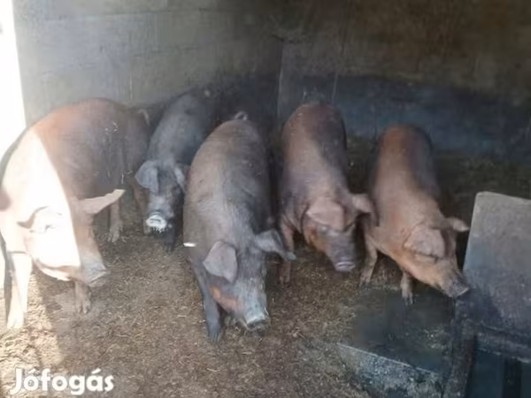 Süldőanya, Мангалица