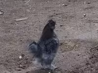 Силки — 1-сурет