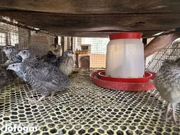 Quails