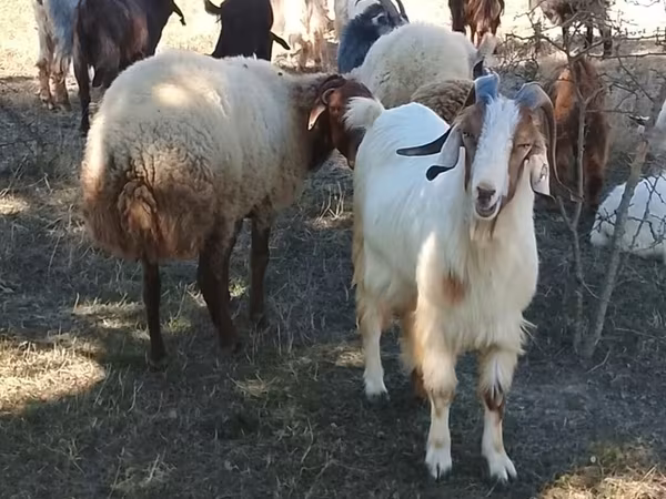 Cabras (lote, sexo no especificado), Cabras