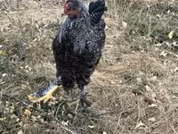 Chickens — फ़ोटो 3