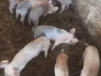Sow, Pigs — photo 2