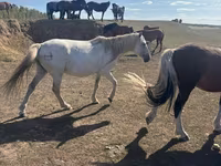Égua, Horse breed — foto 2