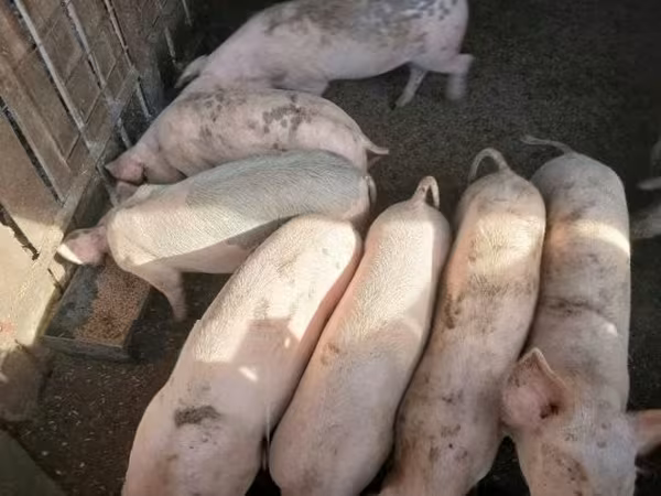 Knur, Świnie — Węgry