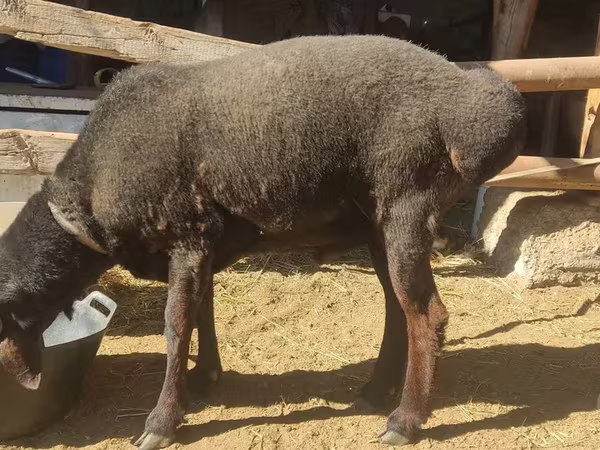 公羊, Sheep