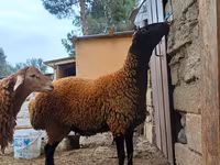 Kos, Blackheaded Persian sheep — 6. fotó