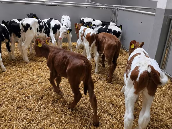 Býk, Russian Black pied cattle