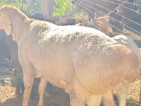 Kos, Rhon sheep — 2. fotó