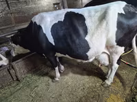 Vaca, Russian Black pied cattle — foto 5