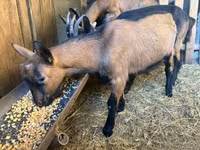 公山羊, Alpine goat — 照片 1