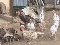 Turkeys — foto 8