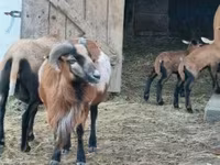 मेढ़ा, Cameroon sheep — फ़ोटो 4