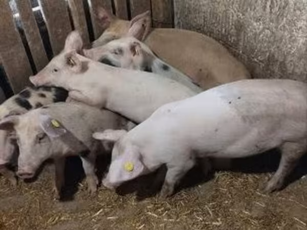 母猪, Pigs