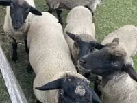 公羊, White Suffolk sheep — 照片 4
