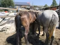 公马, Hungarian horse breed — 照片 4