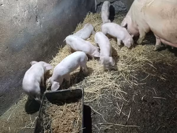 Pigs (batch, sex not specified), Крупная белая