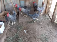 Chickens — 8-сурет