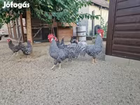 Chickens — Foto 1