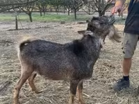公山羊, Goats — 照片 1