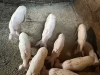 Süldőanya, Ландрас — 3. fotó