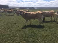 Tehén, Partenaise cattle — 2. fotó
