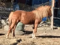 母马, Horses — 照片 2