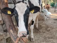 गाय, गोलस्टीन नस्ल — फ़ोटो 2