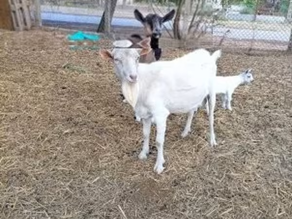 Bode, Cabras — Hungria