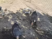 Geese — Foto 2