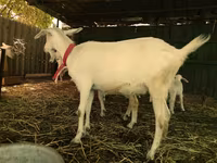 Kecskék (tétel, nem megadva), Pomellata goat — 6. fotó