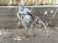 Chickens — 2. fotó