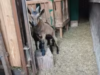 تيس, Alpine goat — الصورة 6
