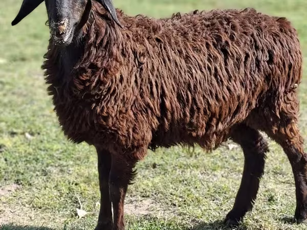 绵羊（批次，未指定性别）, Sheep