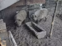 公猪, Мангалица — 照片 1