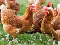 Chickens — zdjęcie 3
