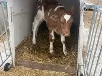 Bulle, Simmental cattle — Foto 2