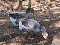 Geese — foto 1