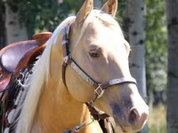 Cavalo, American paint horse — foto 1