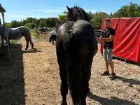 Horse (M), Percheron — photo 3