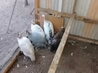 पर्ल ग्रे — फ़ोटो 3