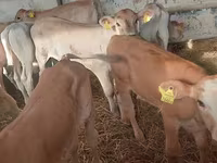公牛, Simmental cattle — 照片 2