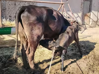 Tehén, Swedish red cattle — 3. fotó